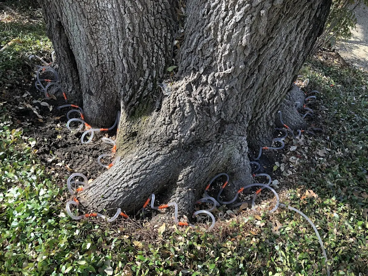 Detailed Tree Cabling and Bracing job site in Ventnor City