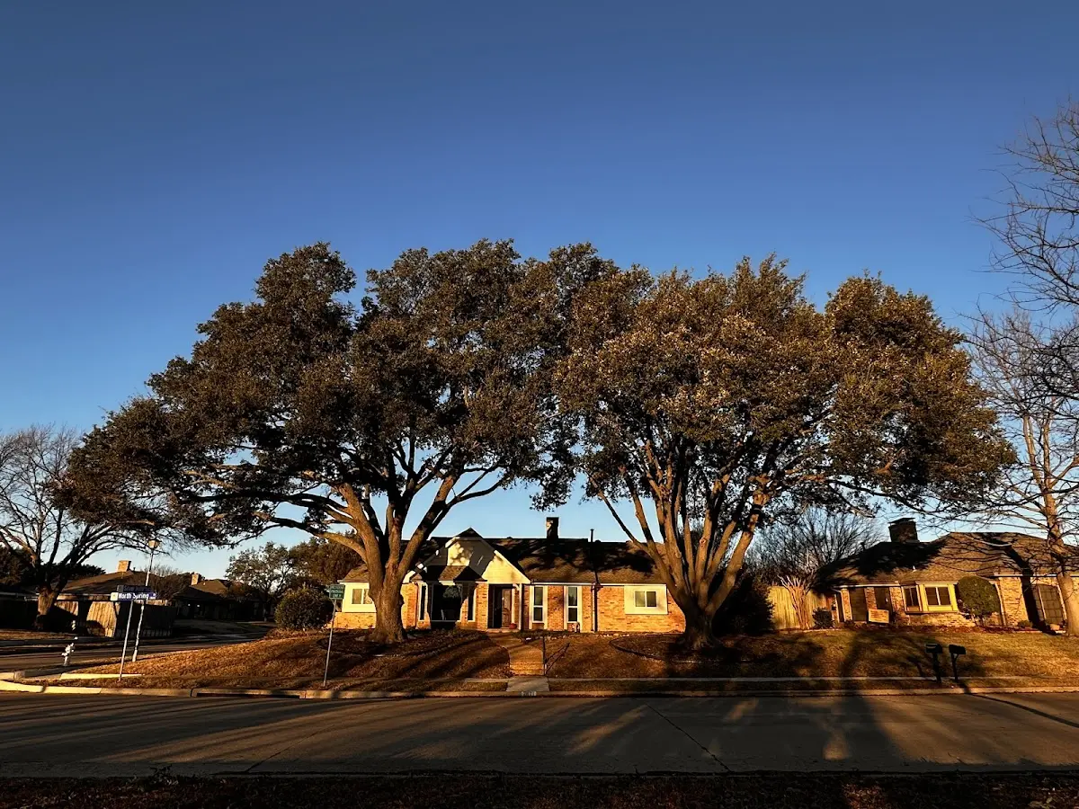 Established residential canopy tree shading a home in Ventnor City